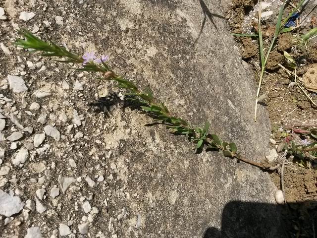 Lythrum hyssopifolia (Lythraceae)